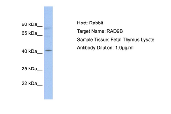 RAD9B antibody