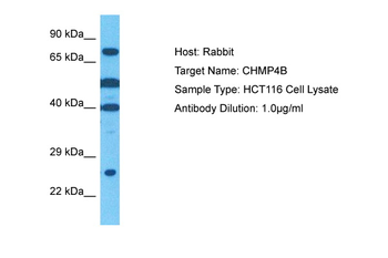 CHMP4B antibody
