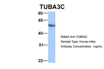 TUBA3C antibody