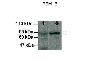 FEM1B antibody