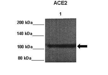 ACE2 antibody