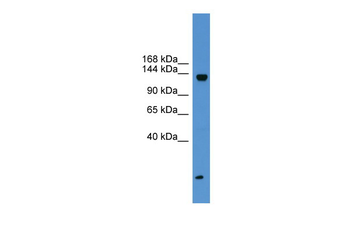 KIAA0999 antibody