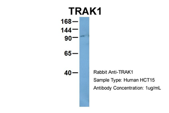 TRAK1 antibody