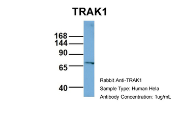 TRAK1 antibody