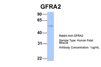 GFRA2 antibody