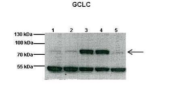 GCLC antibody