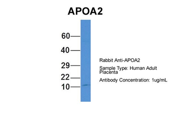 APOA2 antibody