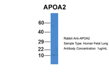APOA2 antibody