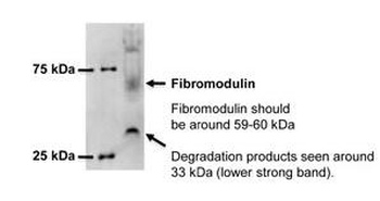 FMOD antibody