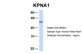 KPNA1 antibody