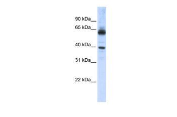 KPNA1 antibody