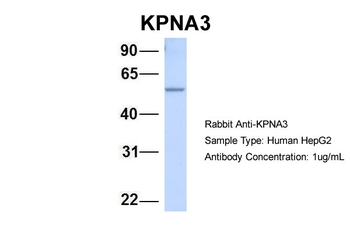 KPNA3 antibody