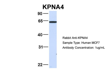 KPNA4 antibody