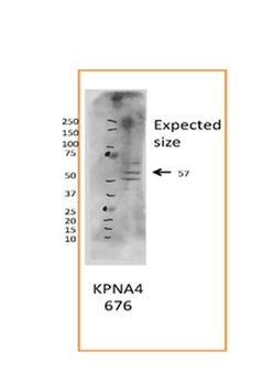 KPNA4 antibody