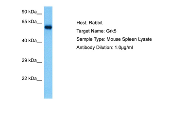 GRK5 antibody