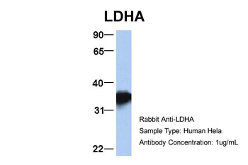 LDHA antibody