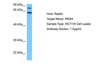PADI4 antibody