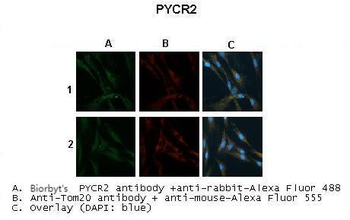 PYCR2 antibody