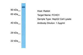 FCHO1 antibody