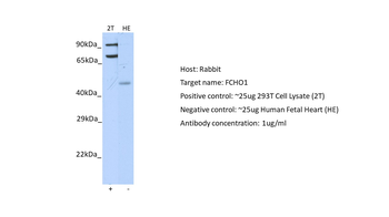 FCHO1 antibody