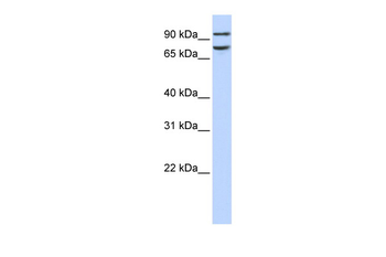 FCHO1 antibody