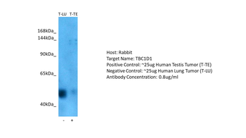 TBC1D1 antibody