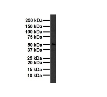 TBC1D1 antibody