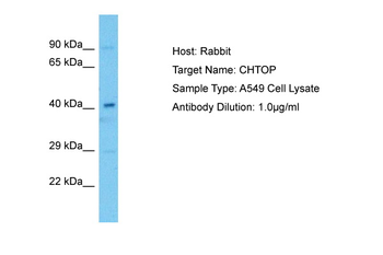 C1orf77 antibody