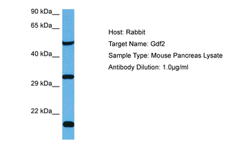 GDF2 antibody