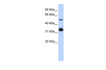 GDF2 antibody