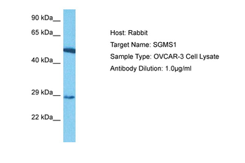 SGMS1 antibody