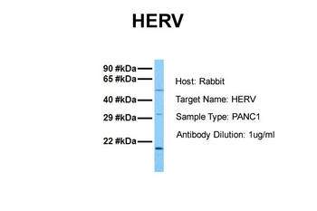 HERV-FRD antibody