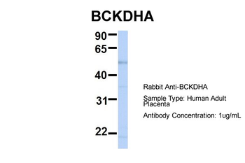 BCKDHA antibody