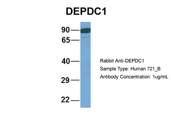 DEPDC1 antibody
