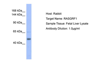 RASGRF1 antibody