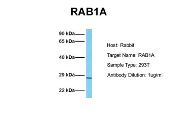 RAB1A antibody