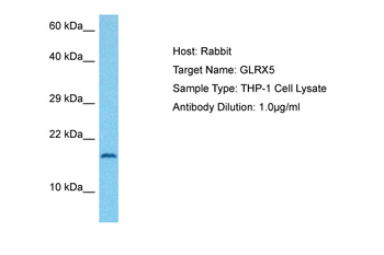 GLRX5 antibody