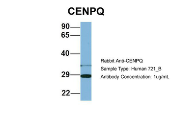 CENPQ antibody