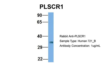 PLSCR1 antibody