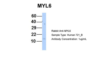 MYL6 antibody