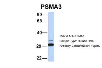 PSMA3 antibody