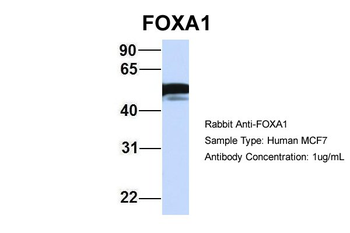 FOXA1 antibody