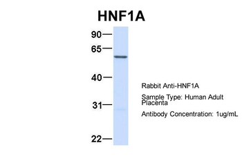 HNF1A antibody