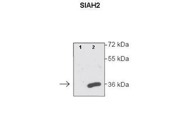 SIAH2 antibody