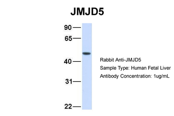 JMJD5 antibody