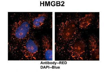 HMGB2 antibody
