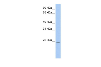 RNF5 antibody