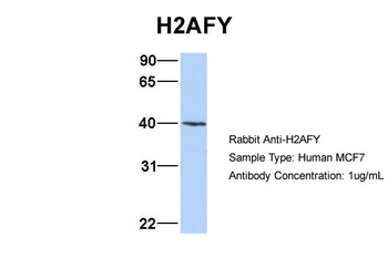 H2AFY antibody