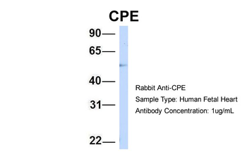 CPE antibody