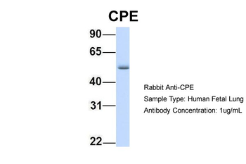 CPE antibody